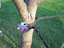 Blue Tommy Tag on Tree